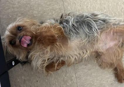 a dog lying on its back with its tongue out