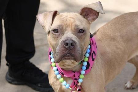 Puma, Mixed Breed, adult, available for adoption