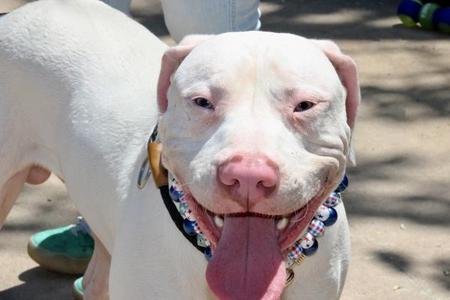 Poe, Mixed Breed, young, available for adoption