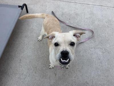 A light-colored dog with a pink leash, standing on a concrete surface and looking up at the camera with its mouth open.