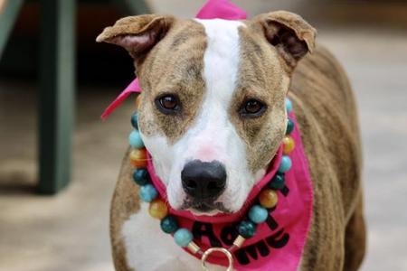 Butter, Mixed Breed, adult, available for adoption