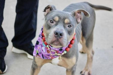 Platinum, Mixed Breed, adult, available for adoption
