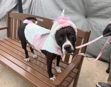 Lola, Mixed Breed, adult, available for adoption