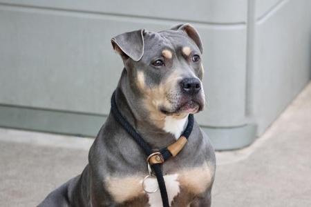 A gray and tan pit bull terrier with a black collar and a gold tag, sitting on a concrete surface.