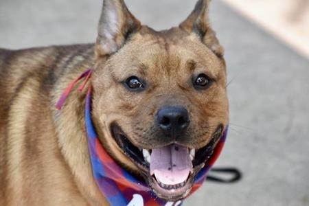 Max, Mixed Breed, adult, available for adoption