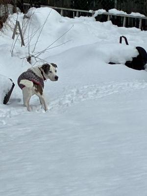 A dog wearing a sweater walks through the snow.