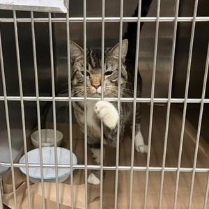 milo, adult, available for adoption