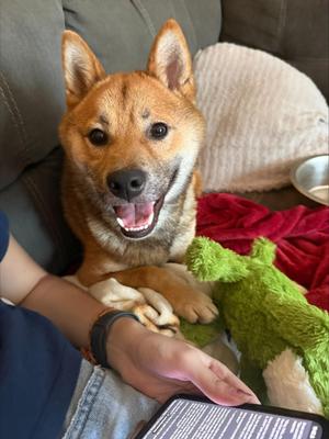 wolfe, Shiba Inu, adult, available for adoption