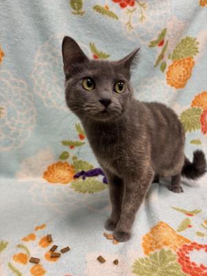 Amber, young, available for adoption