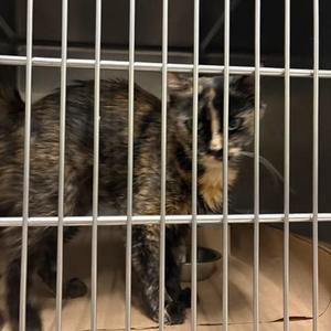 nala, adult, available for adoption