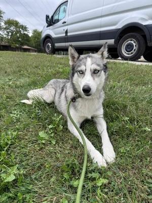 Willow, Siberian Husky, adult, available for adoption