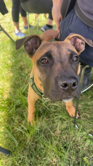 Rex, German Shepherd Dog, young, available for adoption