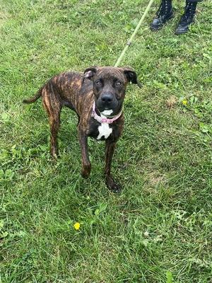 A brindle dog with a white chest and a pink collar is standing on grass, looking at the camera. The dog is on a leash, and a person's feet are visible in the background.