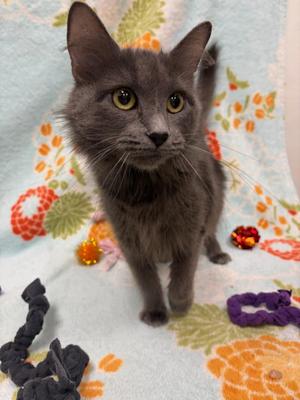 smokey, adult, available for adoption