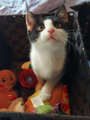 Juno, kitten, available for adoption