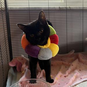 Olive, kitten, available for adoption