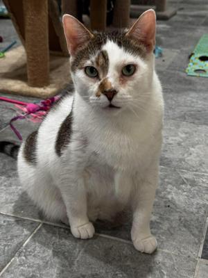 A white and brown cat with green eyes sitting on a tiled floor.