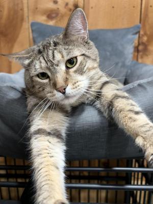 Mr. Tiggs, adult, available for adoption