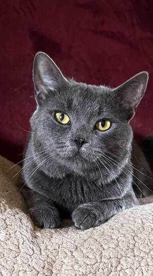 Bleu, adult, available for adoption