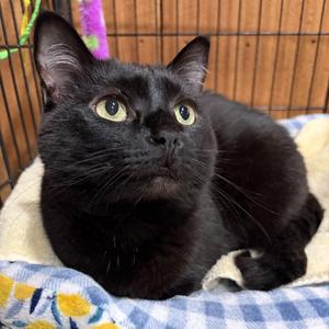 Poppi, adult, available for adoption