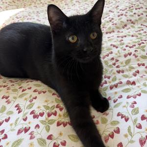 Anchovy, kitten, available for adoption