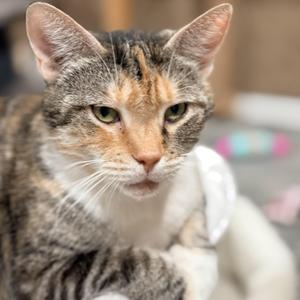 A close-up of a tabby cat with a white chest and paws, looking directly at the camera.