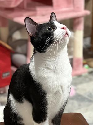 Jessie, adult, available for adoption