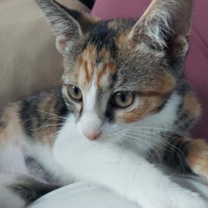 A close-up of a calico cat with white, black, and orange fur, looking directly at the camera with large, expressive eyes.
