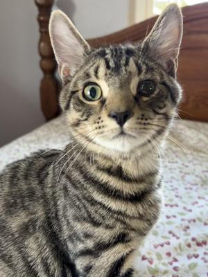 Breadstick, kitten, available for adoption