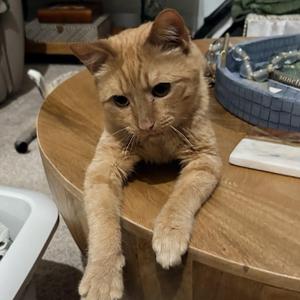 Gorgonzola, adult, available for adoption