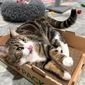 Layla, adult, available for adoption