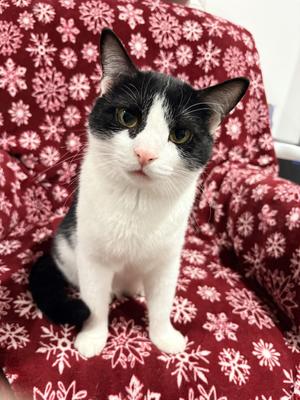 Pharaoh, adult, available for adoption