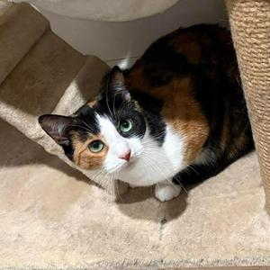 Kahlua, young, available for adoption