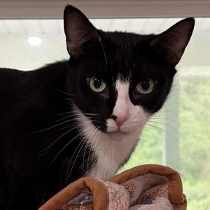 Buzz, adult, available for adoption