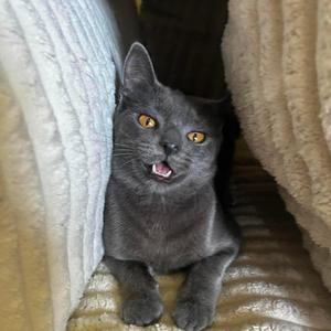 Mozzarella, young, available for adoption