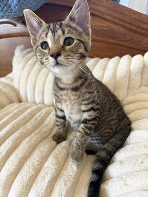 Cinnabun, kitten, available for adoption