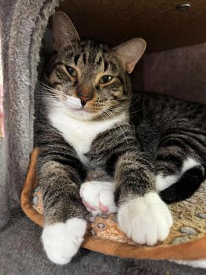 Andy, adult, available for adoption