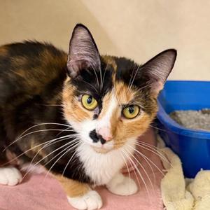 CINNA, young, available for adoption