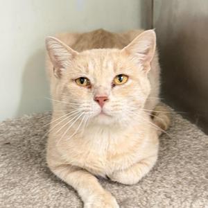 A light-colored cat with yellow eyes lying on a textured surface