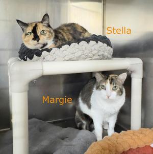 MARGIE, adult, available for adoption