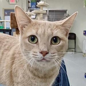 A close-up of a light orange tabby cat with green eyes and white whiskers.