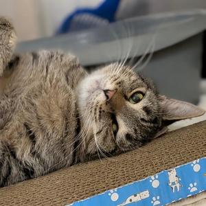 BELEVEDERE, young, available for adoption