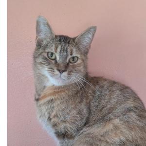 A close-up, head-and-shoulders shot of a tabby cat with green eyes and a pink wall behind it.