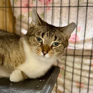 POPPY, young, available for adoption