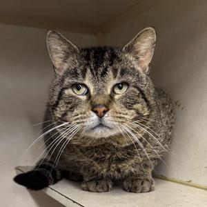 A tabby cat with green eyes sits on a shelf looking directly at the camera.