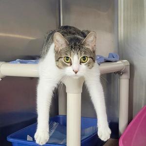 LYDIA, young, available for adoption