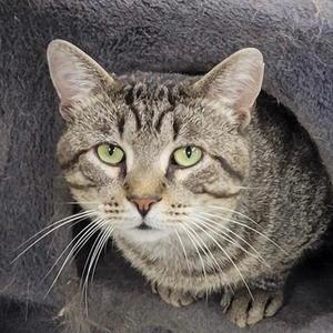 A tabby cat with green eyes and white whiskers, sitting on a dark surface.