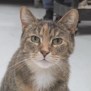 A close-up of a tabby cat with green eyes and white chest fur.