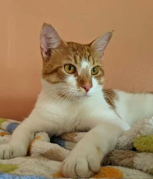 A ginger and white cat lying on a colorful blanket