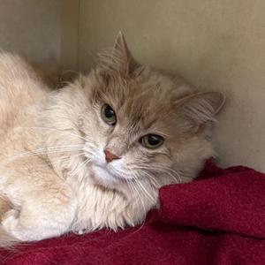 KYA, adult, available for adoption